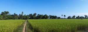 rice-fields-603416_640